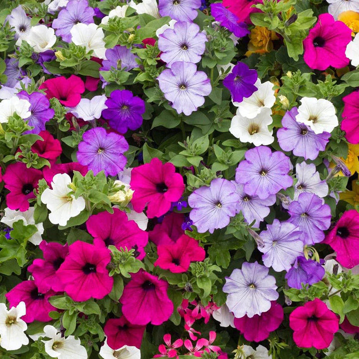 Heirloom Non-GMO Mixed Laura Flower Seeds for Colorful Garden Borders and Seasonal Planting