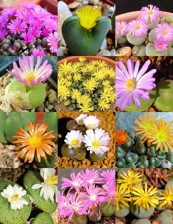 Blandede Conophytum Hammeri plantefrø til udplantning, 100 stk