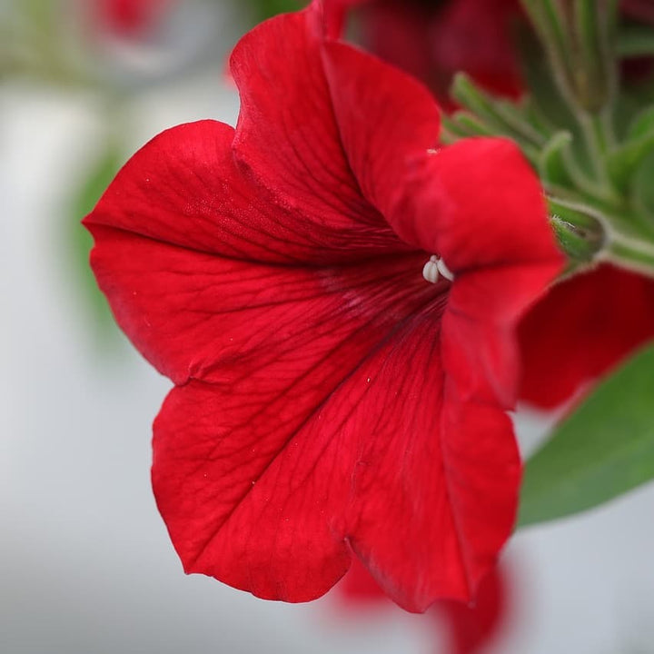 Røde velourblomsterfrø til plantning - 100 stk