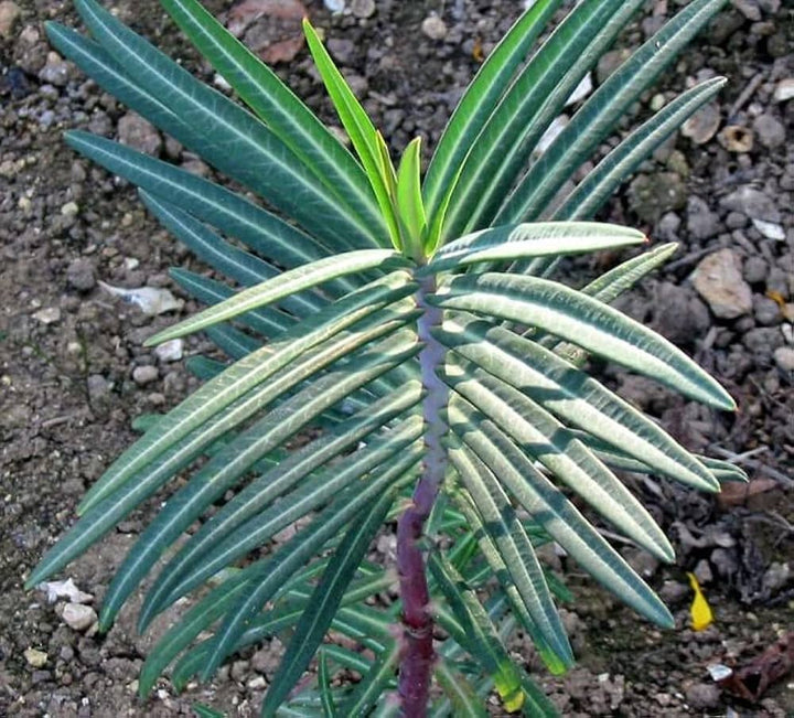 Lathyris Plant Seeds – Heirloom, Non-GMO, Ornamental Foliage for Unique Garden Planting