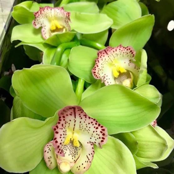 Green Cymbidium Orchid Seeds - Heirloom Non-GMO Planting Flower Seeds