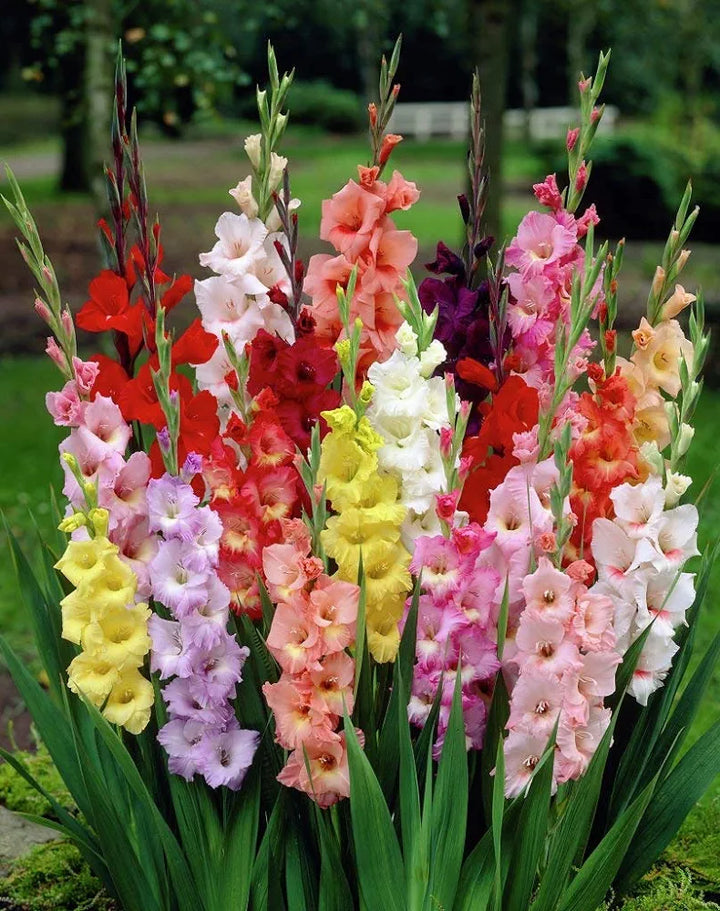 Heirloom Non-GMO Gladiolus Flower Seeds | Perennial Sword Lily Blooms for Garden Borders