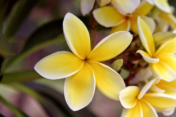 Frangipani lysegule blomsterfrø til plantning - 100 stk