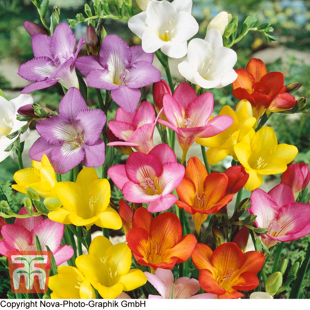 Mixed Freesias Flower Seeds for Planting, 100 pcs