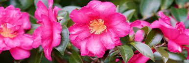 Pink Yellow Camellia Flower Seeds for Planting - 100 pcs