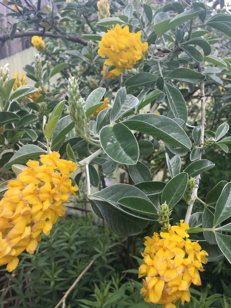 Argyrocytisus blomsterfrø til plantning, arvestykke, ikke-GMO, 100 stk.