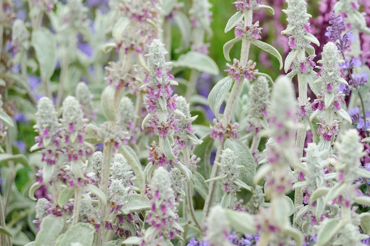 Lamb's Ear Plant Seeds for Planting, Fresh, 100 pcs