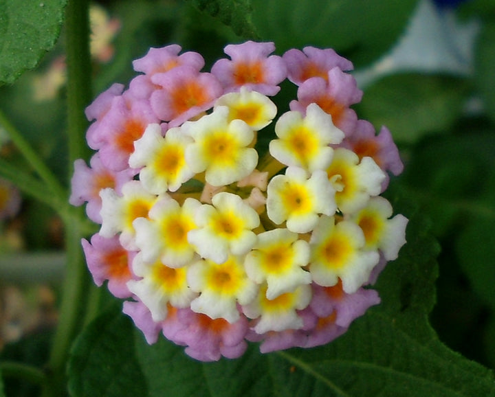 Heirloom Non-GMO Lantana Camara Flower Seeds for Planting – Colorful Drought-Tolerant Garden Blooms