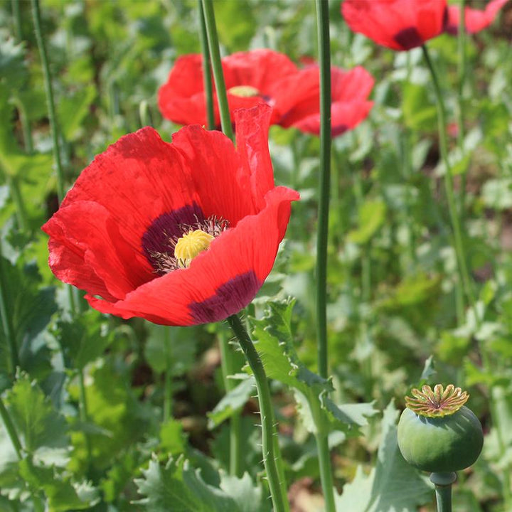 Organic Mixed Somniferum Flower Seeds for Planting – Heirloom, Non-GMO