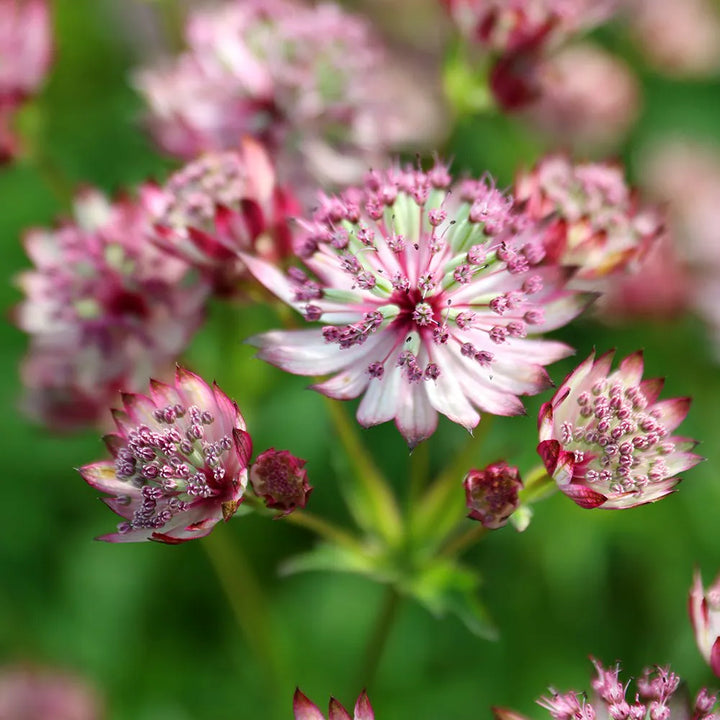Heirloom Non-GMO Pink Masterwort Flower Seeds for Elegant Cottage and Cutting Garden Planting
