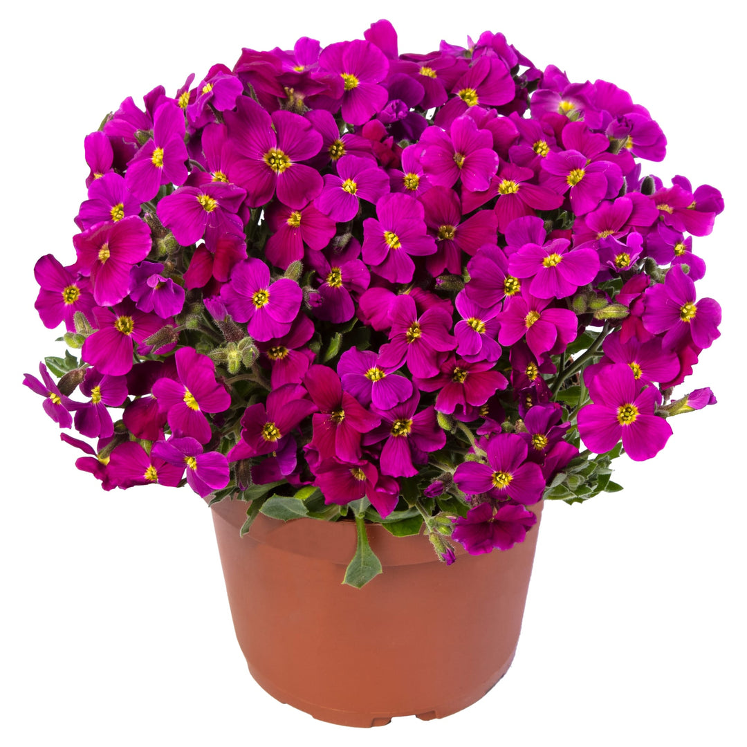 Aubretia Lila Flower Seeds for Planting, Heirloom, Non-GMO, 100 pcs