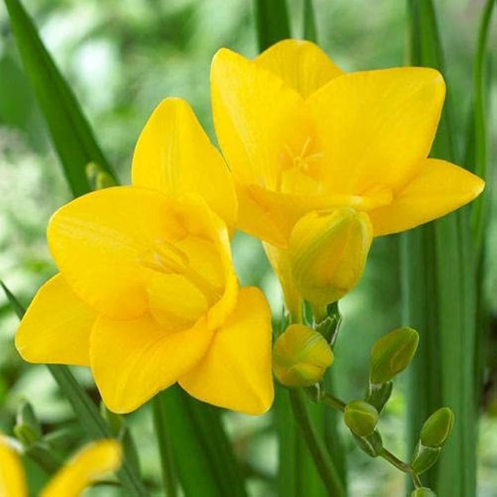 Yellow Freesias Flower Seeds for Planting 100 pcs