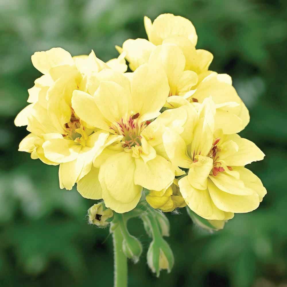 Heirloom Non-GMO Yellow Geranium Flower Seeds for Planting – Bright Blooms for Home Garden