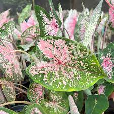 Caladium Rose Plantefrø til udplantning - 100 stk