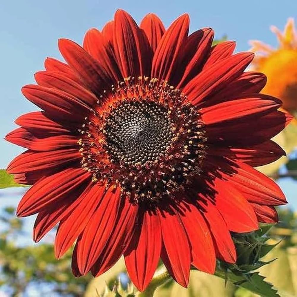 Red Sunflower Seeds for Planting, 100 pcs