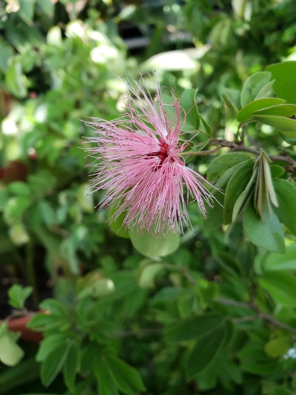 Heirloom Calliandra Flower Seeds, Non-GMO Powder Puff Blooms for Hummingbird-Friendly Garden Planting
