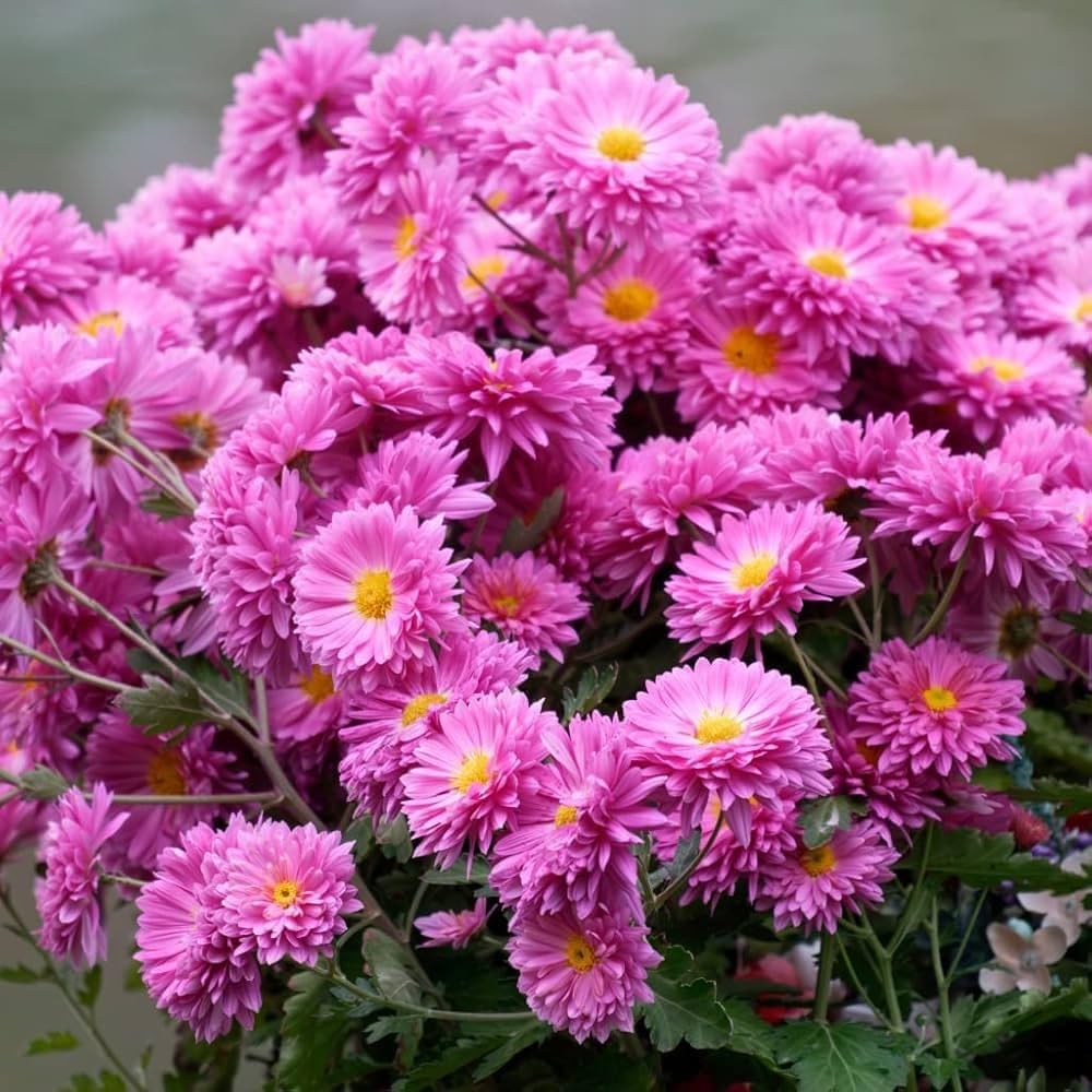 Yellow Pink Chrysanthemum Flower Seeds for Planting - 100 pcs