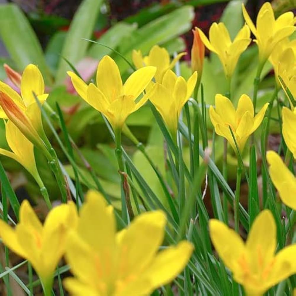 Gule Zephyranthes blomsterfrø til udplantning, 100 stk