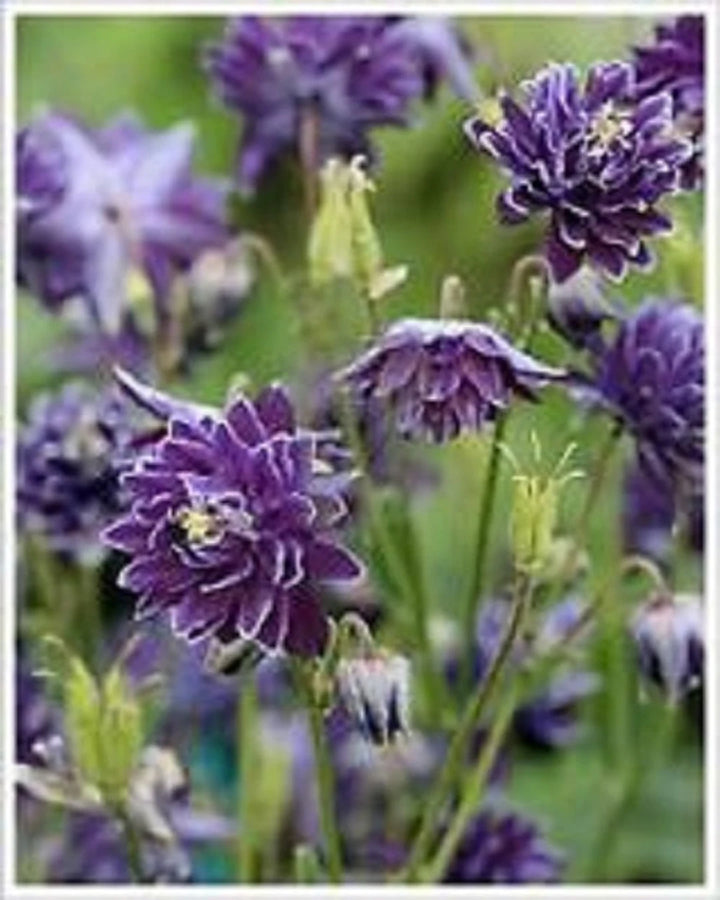 Hvidviolet Aquilegia blomsterfrø til plantning - 100 stk