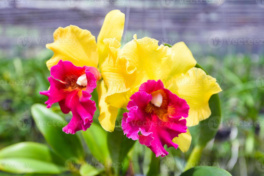 Yellow Red Cattleya Flower Seeds for Planting - 100 pcs