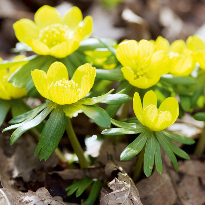 Yellow Aconite Flower Seeds for Planting, Bright Blooms, 100 pcs