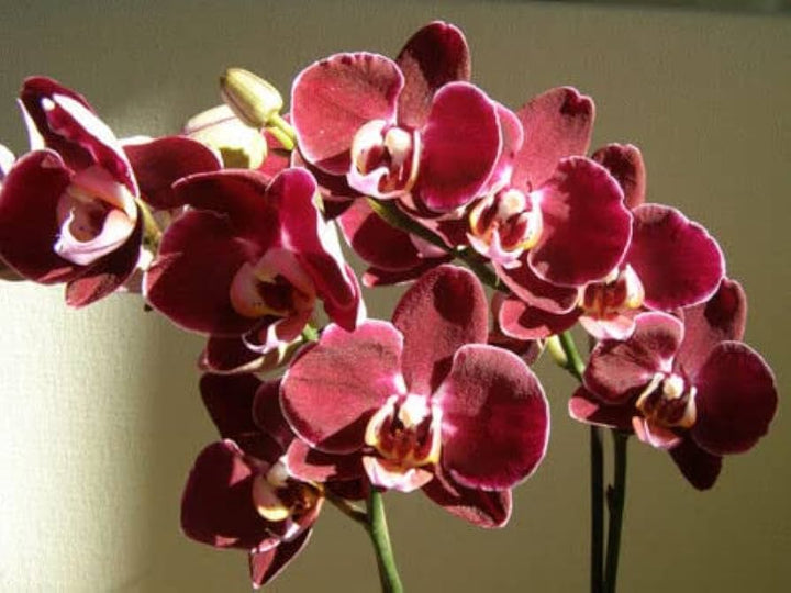 Rødbrune hvide Phalaenopsis orkidéfrø til plantning - 100 stk