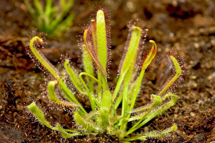 Green Sundew Clip Plant Seeds for Planting, 100 pcs