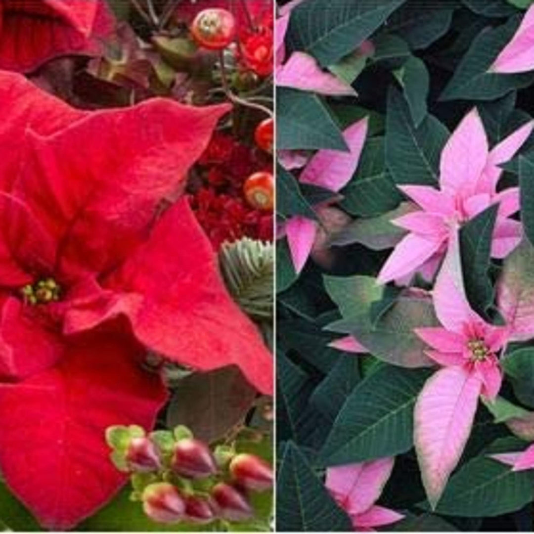 Mixed Poinsettia Flower Seeds for Planting, 100 pcs