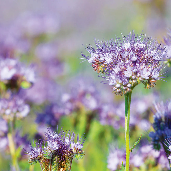 Heirloom Non-GMO Violet Lacy Phacelia Flower Seeds for Garden Pollinator Planting