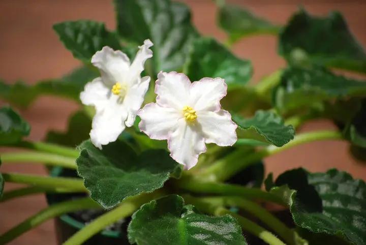 white saintpaulia flower seeds