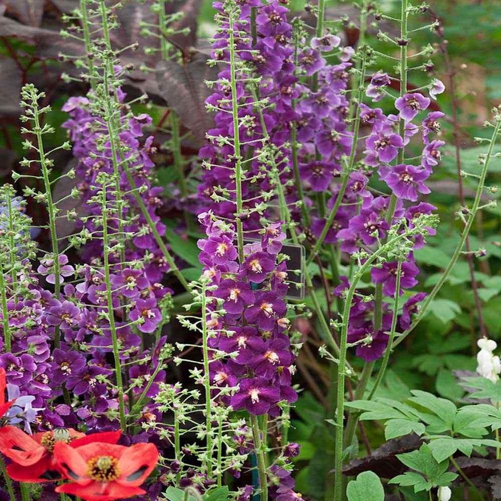 Blandede Verbascum blomsterfrø til udplantning, 100 stk