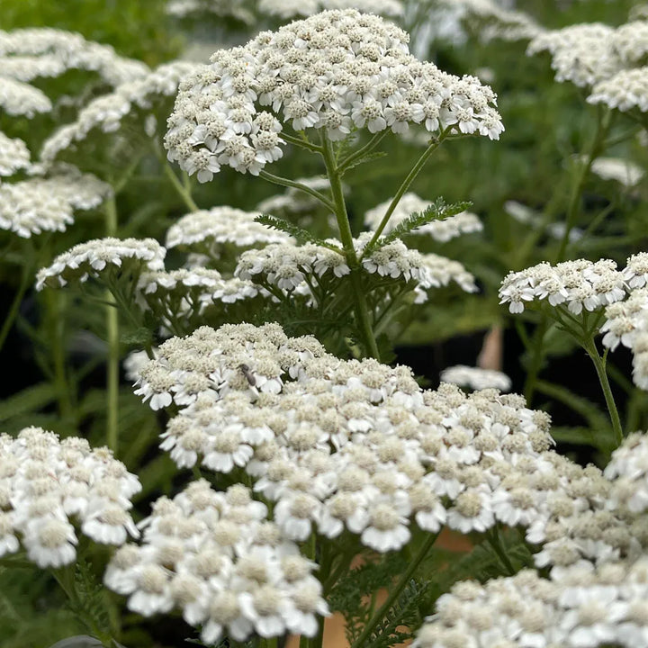 Achillea White Flower Seeds for Planting – Organic, Heirloom, Non-GMO Seeds