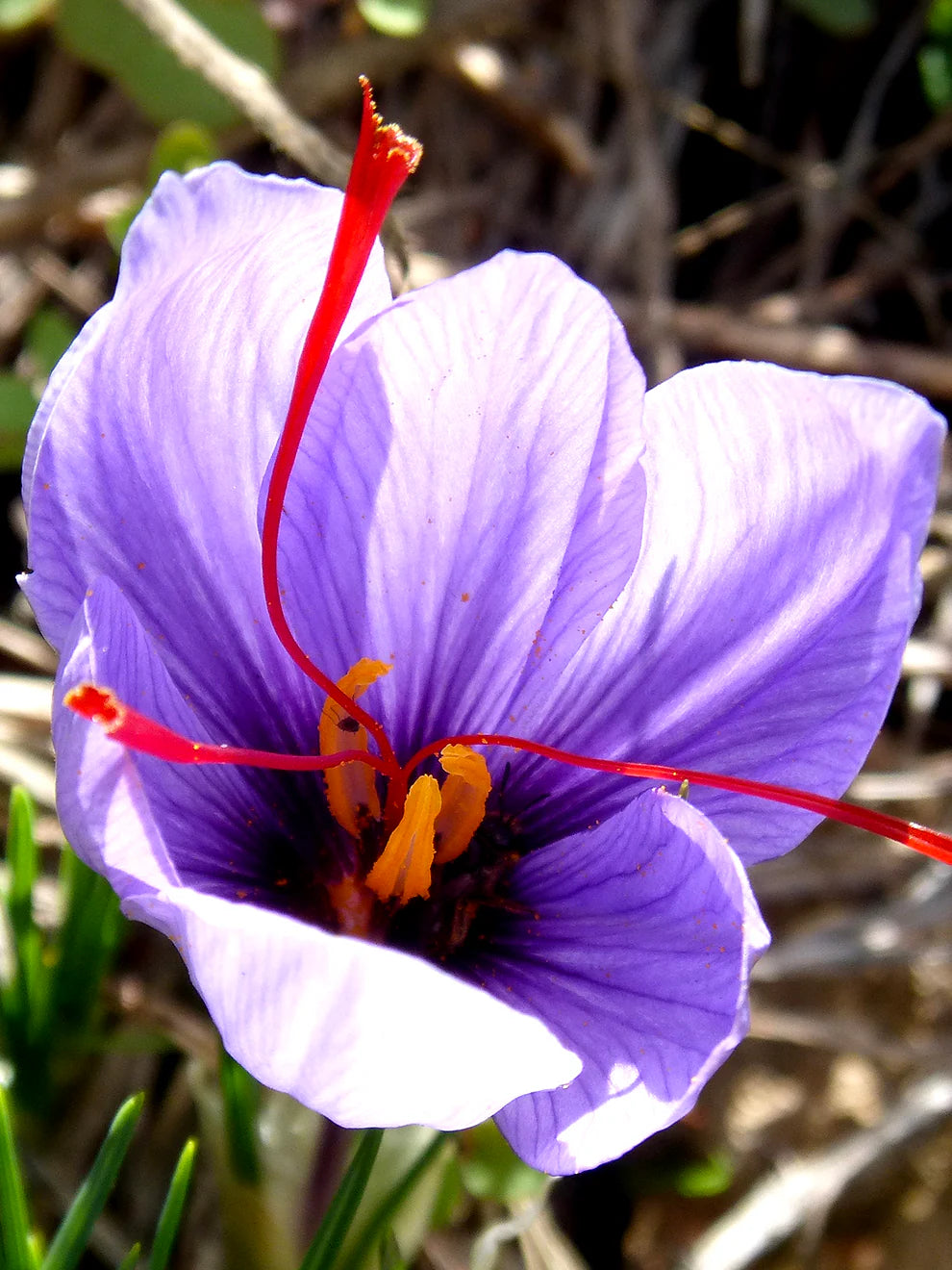 Krokus Blomsterfrø Lys Pink til udplantning 100 stk