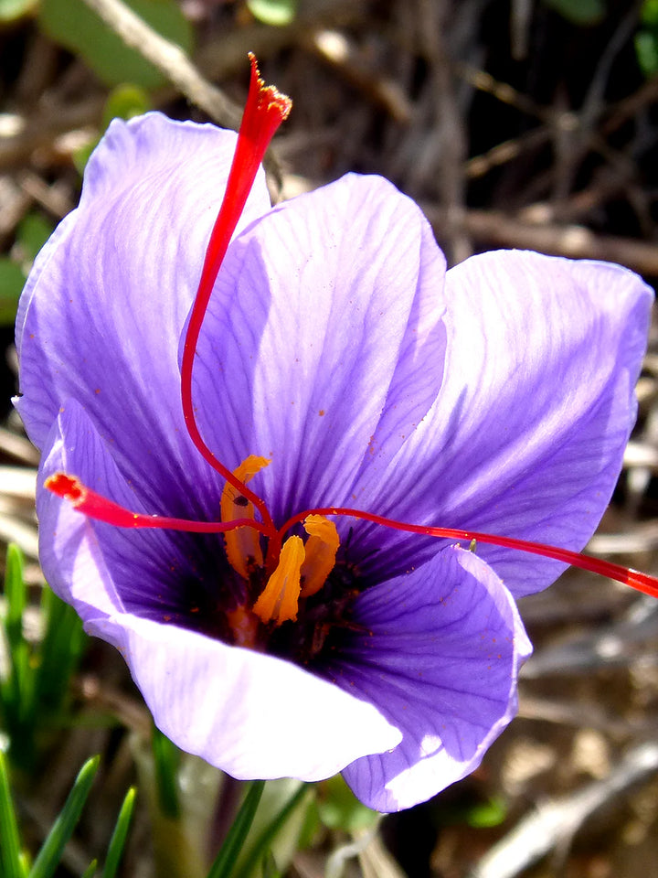 Krokus Blomsterfrø Lys Pink til udplantning 100 stk