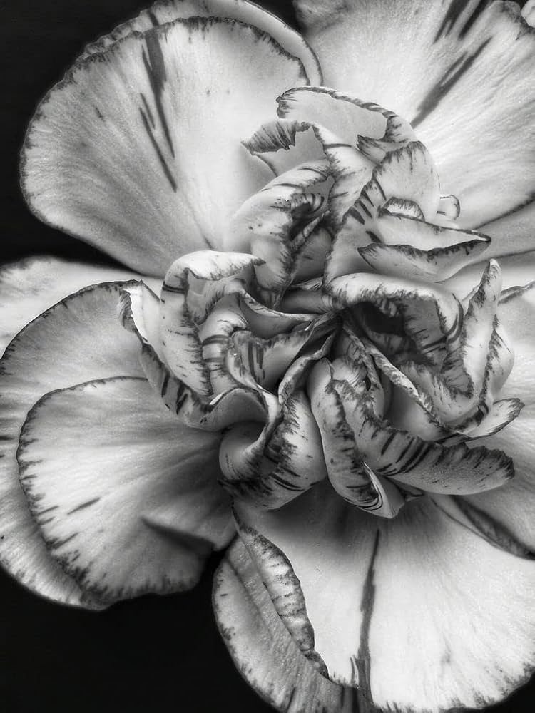 Organic Gray Carnation Flower Seeds for Planting – Heirloom, Non-GMO