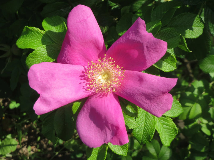 Rosa Rugosa Blomsterfrø til udplantning, 100 stk