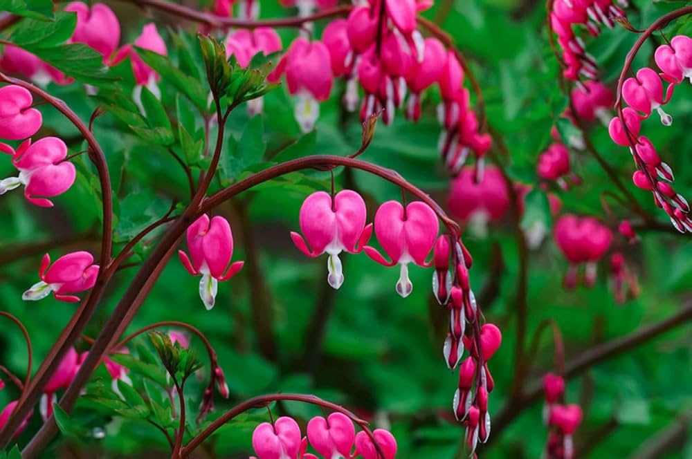 Pink Bleeding Hearts Flower Seeds for Planting - 100 pcs