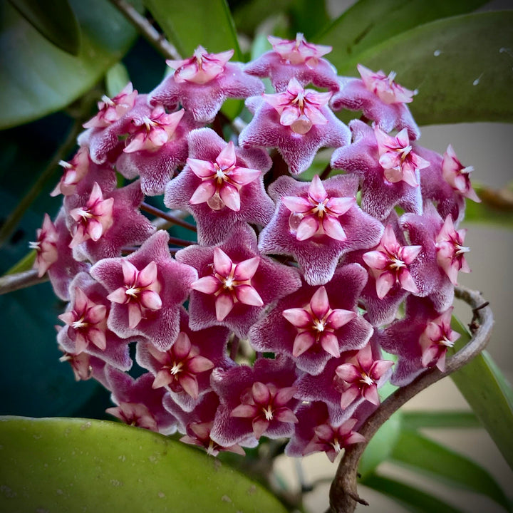 Heirloom Maroon Hoya Flower Seeds for Planting – Non-GMO, Unique Fragrant Garden Blooms