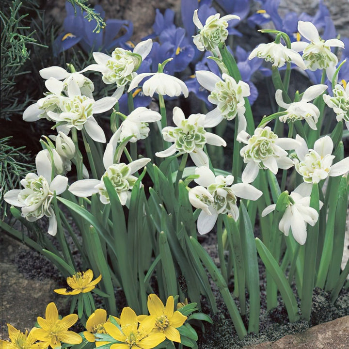 Sjældne duftende vintergækker (Galanthus nivalis 'Flore Pleno') Blomsterfrø til plantning - 100 stk.