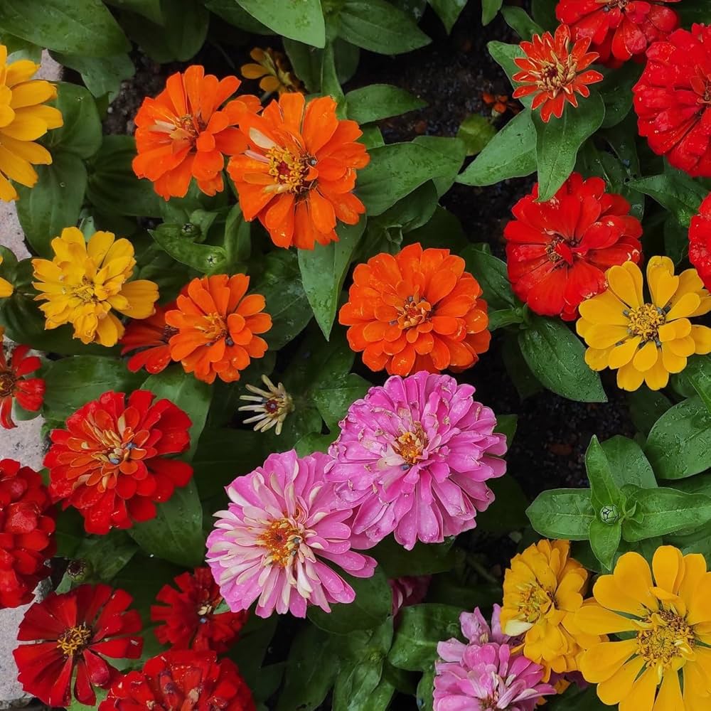 Zinnia Elegans blomsterfrø til plantning Blandede farver 100 stk