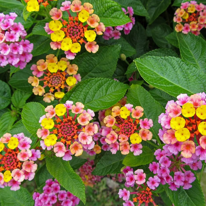 Lantana Camara Flower Seeds – Heirloom Non-GMO Butterfly-Attracting Blooms for Garden Planting