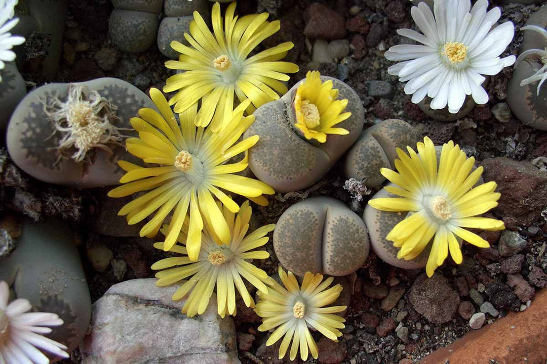 Gul Hvid Dinteranthus plantefrø til udplantning - 100 stk