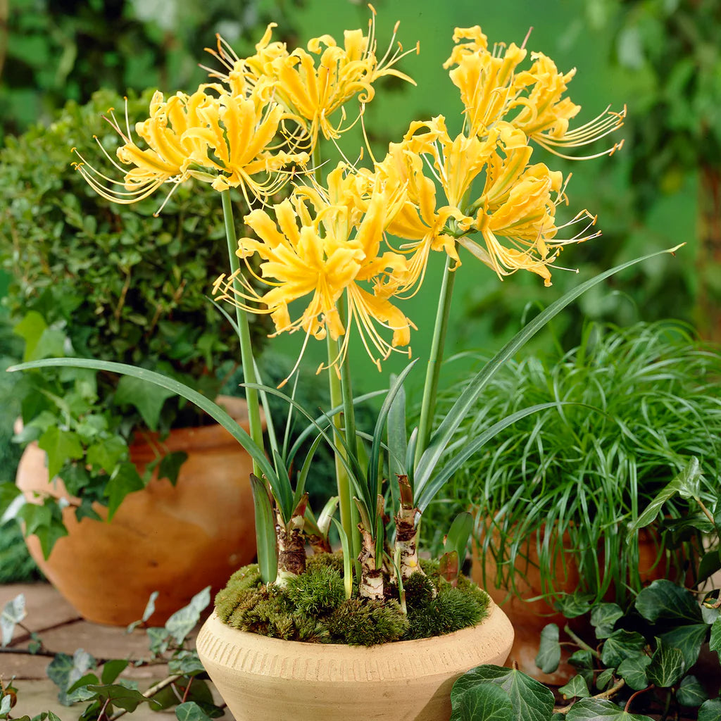 spider lily seeds for sale Lycoris Radiata Flower Seeds – Heirloom Non-GMO Spider Lily Seeds for – Neeraseeds