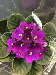 Purple White African Violet Flower Seeds for Planting, 100 pcs