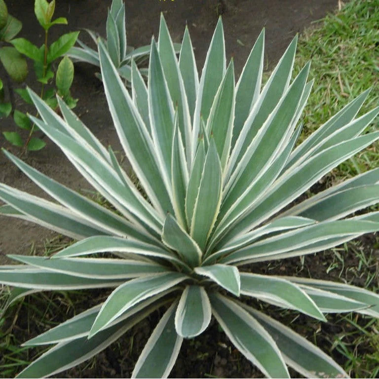 Green Agave Angustifolia Plant Seeds – Heirloom Non-GMO Succulent Seeds for Drought-Tolerant Gardens