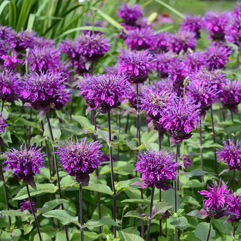 Purple Monarda Didyma Flower Seeds for Planting, 100 pcs