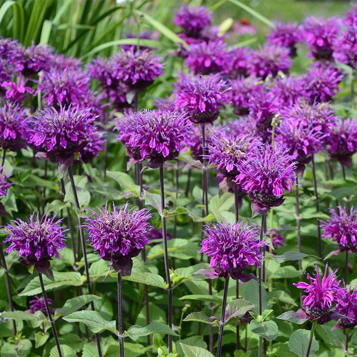 Lilla Monarda Didyma Blomsterfrø til udplantning, 100 stk