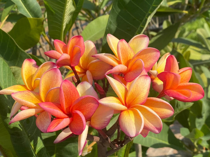 Frangipani Flower Seeds Orange for Planting - 100 pcs