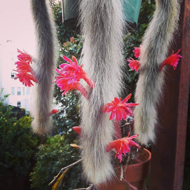 Hildewintera Colademononis- Monkey Tail Cactus - Cactus Plant Seeds for Planting - 100 pcs