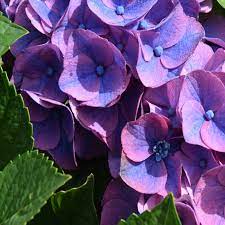 Purple & Dark Blue Hydrangea Flower Seeds for Planting,100 pcs